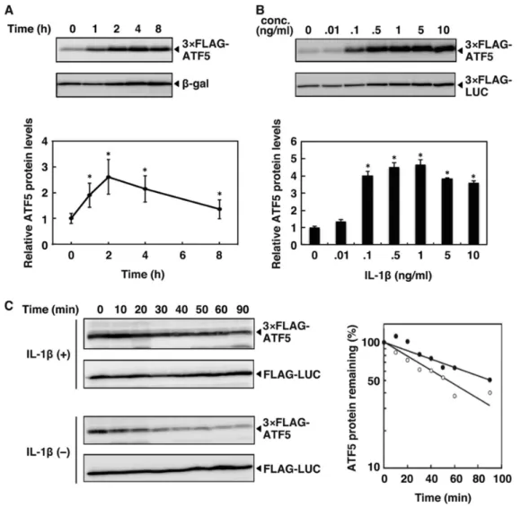 Figure  1.  IL-1β  increases  ATF5  protein  by  enhancing  stability.  A,  HepG2  cells  were  transiently  cotransfected with 2 µg of pSV40-3×FLAG-ATF5 and 2 µg of pSV40-β-galactosidase as a control