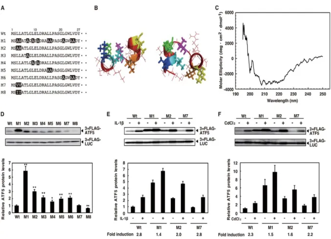 Figure  4.  N-terminal  hydrophobic  amino  acids  of  ATF5  are  responsible  for  the  destabilization  and  response  to  IL-1β  and  CdCl 2 