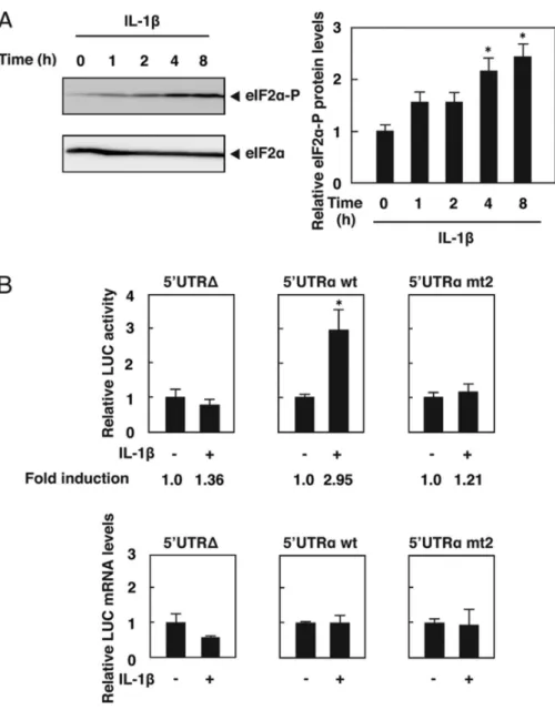 Figure 9. IL-1β increases the translational efficiency of ATF5 mRNA via eIF2α phosphorylation