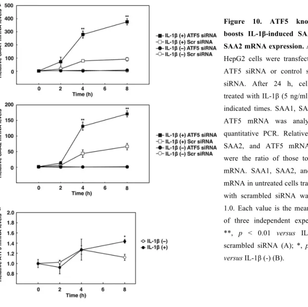 Figure  10.  ATF5  knockdown  boosts  IL-1β-induced  SAA1  and  SAA2 mRNA expression. A and B,  HepG2  cells  were  transfected  with  ATF5  siRNA  or  control  scramble  siRNA