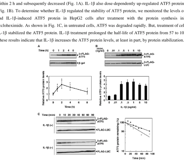 Figure 1. IL-1β increases ATF5 protein by enhancing it’s stability. 