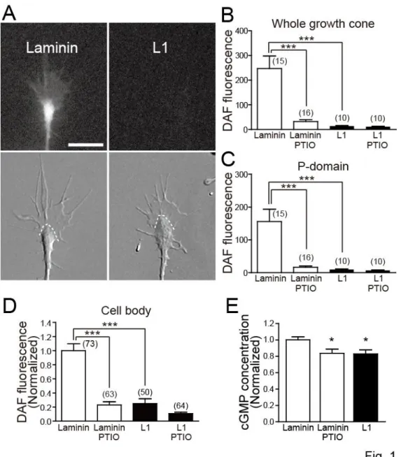 Figure 1.    CAMs regulate NO and cGMP levels in neurons 