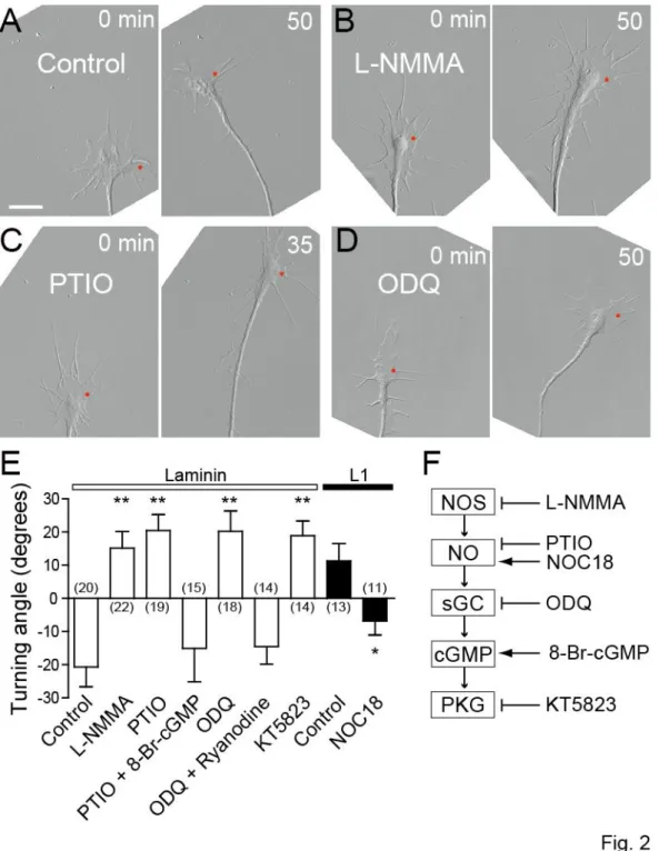 Figure  2.    The  NO-cGMP  pathway  controls  the  direction  of  Ca 2+ -induced  growth  cone  turning   
