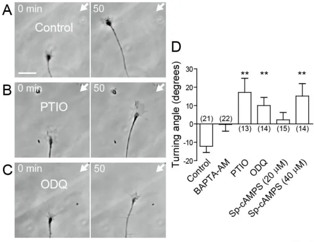 Figure  7.    The  NO-cGMP  pathway  controls  the  direction  of  NT-4-induced  growth  cone  turning     