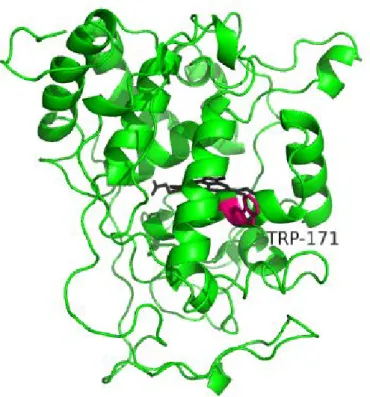 Figure 1-1. The tertiary structure of the LiP. 