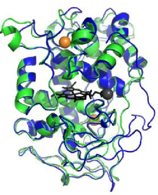 Figure 1-4 LiP and MnP aligned structure 