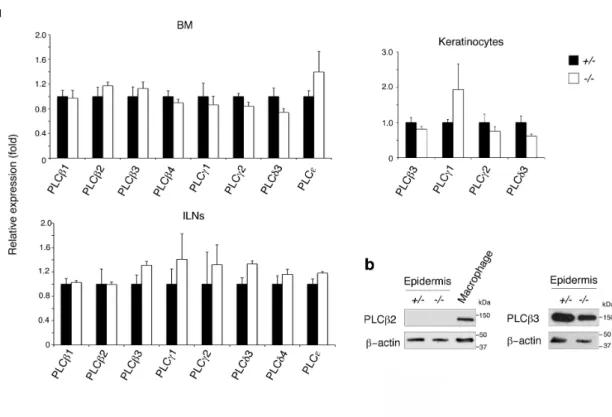 Figure 5    Loss of PLCδ1 did not affect expression of PLC isozymes.   