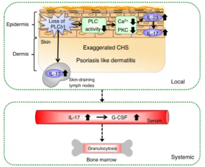 Figure    Proposed model of local and systemic phenotypes induced by epidermal loss of PLCδ1