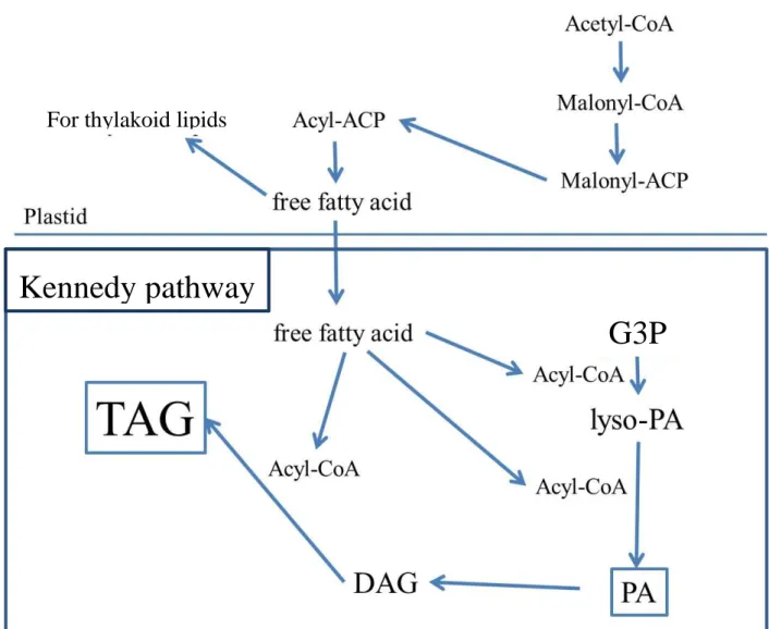 Fig.  c.  TAG  synthesis  is  carried  on  Kennedy  pathway  from  glycerol-3-phosphate  (G3P)  to  TAG  via  lyso-phosphatidic  acid  (PA),  PA  and  DAG