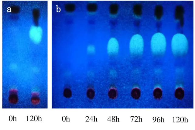 Fig.  1-9.  Separating  neutral  lipids  derived  from  photo-autotrophic  (PA)  cell  by  TLC  (a)