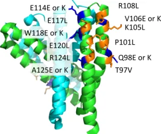 図 3.2.   Sulerythrin の変異導入箇所。分子間結合した時にインターフェイスの内 部となるオレンジの部分には疎水性アミノ酸を導入した。また、結合した時にイ ンターフェイスの側面にあたる青色の部分には、正もしくは負電荷アミノ酸を導 入した。  T97V P101L Q98E,or,KK105LR108L V106E,or,KE114E,or,KE117LW118E,or,KE120LA125E,or,KR124L