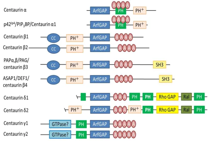 図 5. Centaurin family 