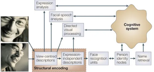 Figure 1.2: Functional model for face recognition proposed by Bruce &amp; Young(1986)[7](Calder