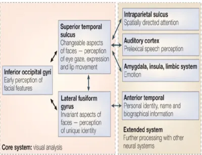 Figure 1.3: The face perception model of Haxby(2000)[9](refer from Calder ＆ Young(2005)[8]).