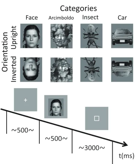 Figure 2.1: Example stimuli for each category and the timeline of stimulus presentation during a single trial