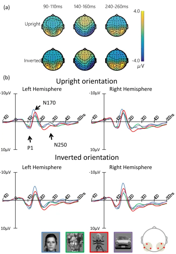 Figure 2.3: The grand average of ERP waveforms elicited by each category in the upright and inverted orientations at the left and right pooled occipito-temporal electrode sites (waveforms averaged for electrodes P5/P9/PO7, P6/P10/PO8).