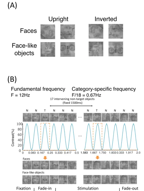 Figure 3.1: Fast periodic visual stimulation (FPVS) paradigm. (A). Examples of natural images of faces, face-like objects, animals, and houses/buildings used in the experiment
