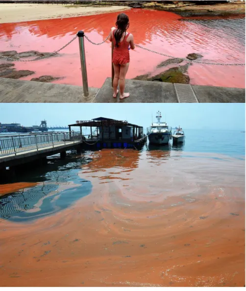 Figure 1.3 Red Tide 