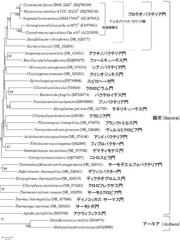 図 1-4.  細 菌 超 界 に お け る 粘 液 細 菌 群 の 分 子 系 統 学 的 位 置 ． NCBI（National  center  for  biotechnology  information）に登録された 16S  rRNA 遺伝子配列をもとに作成した近隣結合（NJ）