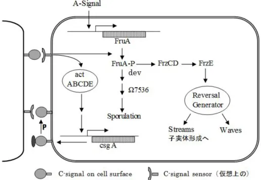 図 1-6.  C-signal 情報伝達系の概略図（Kaiser,  2004）．二細胞が細胞端同士で接触し情報を伝 達する．図中には主に右側の細胞を示したが，左側の細胞でも同様な機構の作用を想定して いる．“P”は細胞表層でのプロテアーゼによる切断を示し，C-signal 分子が 25k から 17kDa へ 小型化し細胞表層に止まる．仮想的 C-signal  sensor 分子と 17kDa タンパク質は相互作用し，