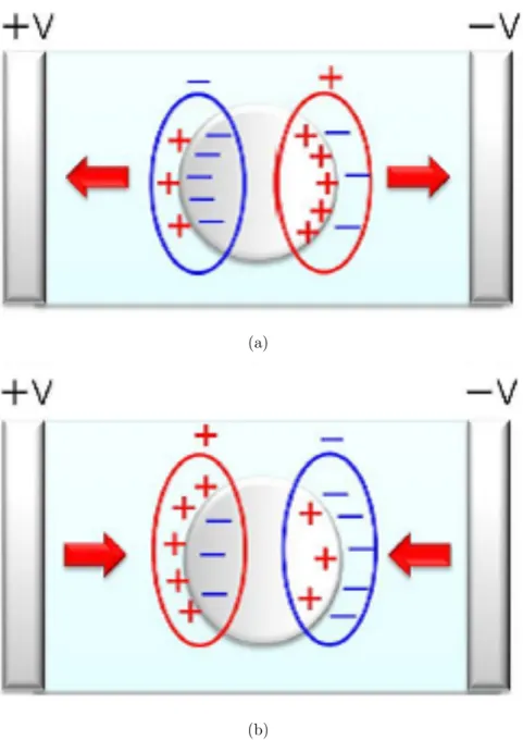 図 2.5: 均一電界中における分極及び粒子に働く力 (a):Re[K(ω)] ＞ 0, (b):Re[K(ω)] ＜ 0