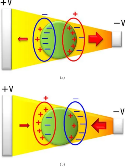 図 2.6: 不均一電界中における分極及び粒子に働く力 (a):Re[K(ω)] ＞ 0, (b):Re[K(ω)] ＜ 0