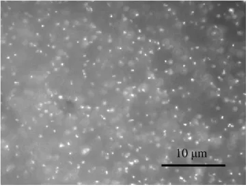 Fig. 4-6 Particle images in water 