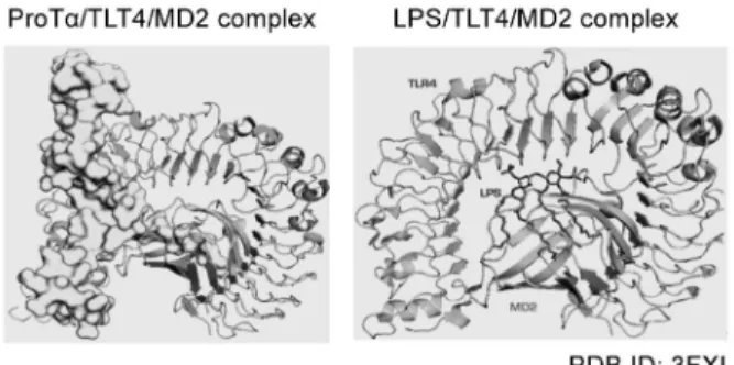 Fig. 8. Predicted Structure of ProTa/TLR4/MD2 Complex The predicted structure of ProTa/TLR4/MD2 complex was calculated by use of crystal structure of LPS/TLR4/MD2 complex (PDB ID: 3FXI)