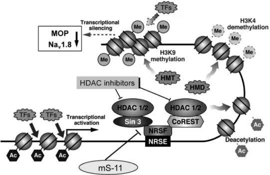 Fig. 1. Epigenetic Silencing of Na v 1.8 and MOP Gene Expression following Peripheral Nerve Injury, and the Discovery of mS-11 to Block This Negative Regulation