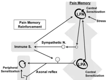 Fig. 5. Generalized Pain-related Feed-forward System In centralized/nociplastic pain models, which are represented by ˆbromyalgia-like generalized pain model, LPA signal-mediated central pain memory including central sensitization is ˆrst produced by inten