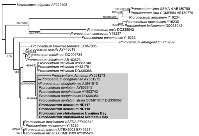 Fig. 4. Maximum likelihood tree constructed from SSU rDNA sequences, showing phylogenetic affinities of Prorocentrum shikokuense collected from Iwamatsu Bay and Uwajima Bay and “P
