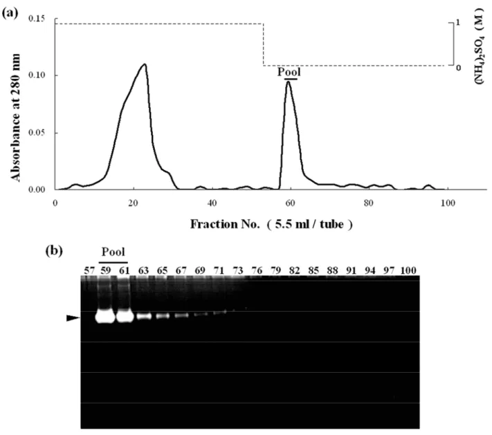 Fig. 1  Phenyl Sepharose CL-4B hydrophobic chromatography of the active fraction from Q Sepharose