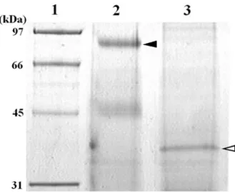Fig. 2  SDS-PAGE of purified G1. The purified G1 was applied to 10 % polyacrylamide gel electrophoresis and  stained with CBB