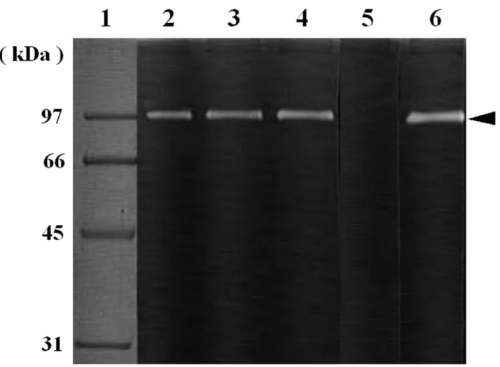 Fig. 4  Effect of proteinase inhibitors on G1-like enzyme using gelatin zymography. After 0.15 µL of the serum was  preincubated with the respective inhibitors for 5 min on ice, it was loaded to gelatin gel