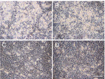 Figure 1. Suppression of adipogenic differentiation of adipose tissue-derived stem cells (ADSCs) by atazanavir (ATV)