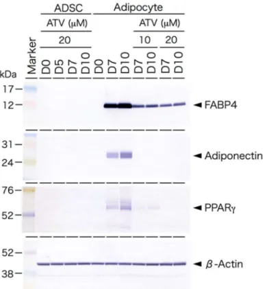 Figure 2. Suppression of adipogenesis-dependent accumulation of lipid droplets by ATV