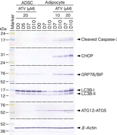 Figure 5. Western blot analysis of endoplasmic reticulum (ER) stress-mediated unfolded protein response (UPR) and autophagy-related proteins ADSCs cultured in a serum free-medium, treated with 20 µM ATV for the indicated time (ADSC)