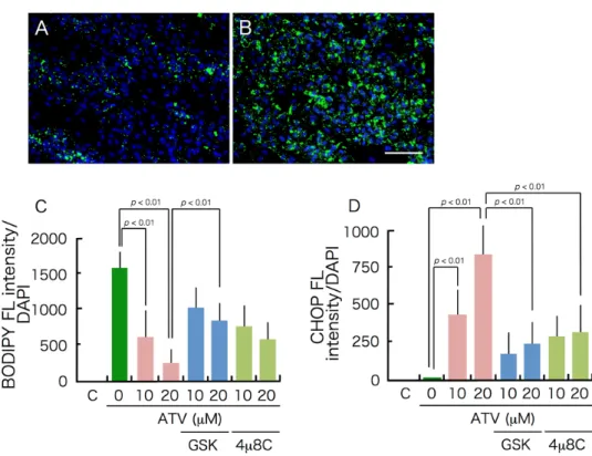Figure 7. Effects of ER stress inhibitors on protein expression. 
