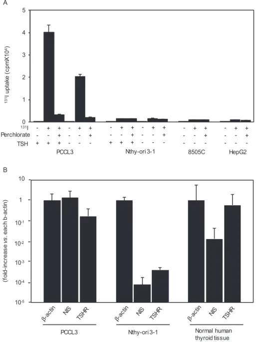 Figure 1.  131 Iodine ( 131 I) uptake in PCCL3, Nthy-ori 3-1, 8505C, and HepG2 cells, and thyrotropin receptor (TSHR) and sodium/iodine symporter (NIS)  messenger RNA (mRNA) expression in PCCL3 and Nthy-ori 3-1 cells