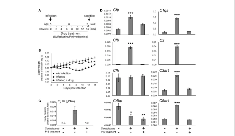 FIGURE 1 | Toxoplasma infection induced the expression of alternative complement components and anaphylatoxin receptors in the brain