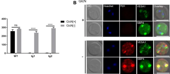 Fig 6. BbVEAP knockdown abrogates binding of iRBCs to endothelial cells. (A) Cytoadhesion assay of BbVEAP-myc-glmS and WT parasites in the presence (+) or absence (-) of GlcN