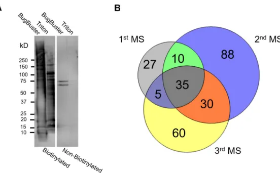 Fig 1. Biotinylation and liquid chromatography-tandem mass spectrometry (LC-MS/MS) of B