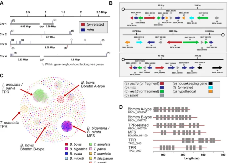 Fig 3. Expansion and distribution of genes encoding multi-transmembrane proteins in piroplasms