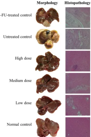 Figure 4. Representative PET-CT Images of CCA in  OV/DMN-Induced Hamster Model