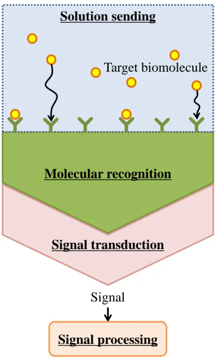 Fig. 1.1 The schematic image of biosensor composition. Target biomoleculeMolecular recognitionSignal transductionSolution sendingSignalSignal processing