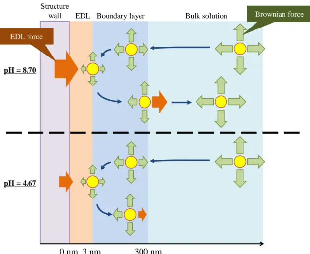 Fig. 2.16 Schematic image of nanoparticle transport with Brownian and EDL force near the  micro structure wall in different pH solution.