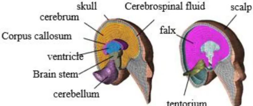 Fig. 3.2.1.1  finite element human head model 