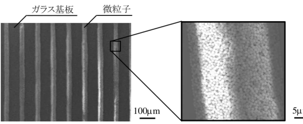図 4-43  ラインアンドスペース状に整列した FN-APTES 修飾 SiO 2 微粒子列の SEM 像 