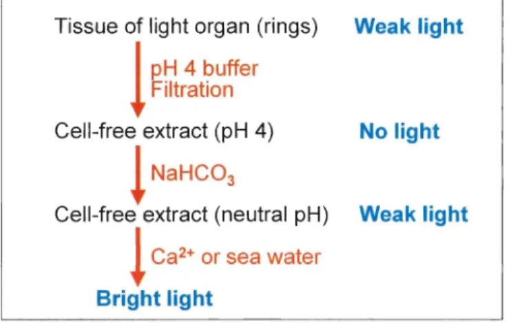 Figure  7.  The process that revealed Ca 2 +  to be the activator of luminescence reaction