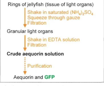 Figure  8.  Procedure for extraction of aequorin and GFP. 